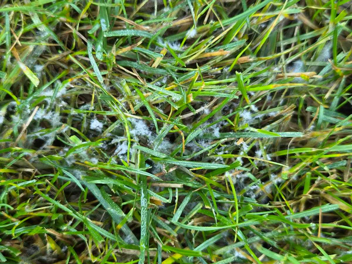 What’s the white fluffy stuff on my lawn in the morning? — image 2