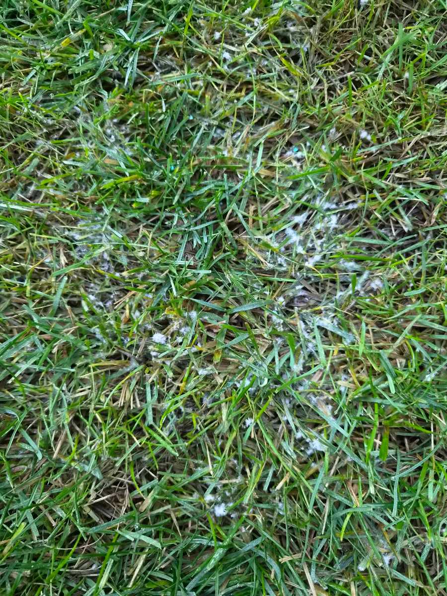 What’s the white fluffy stuff on my lawn in the morning? — image 3