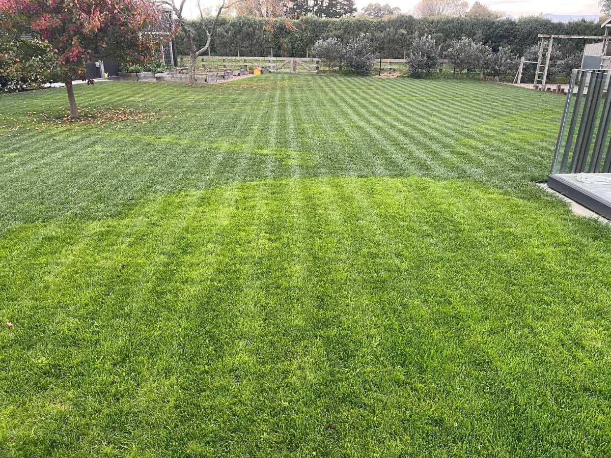 Why Is my newly seeded Tall Fescue lighter than the rest of the lawn? — image 1