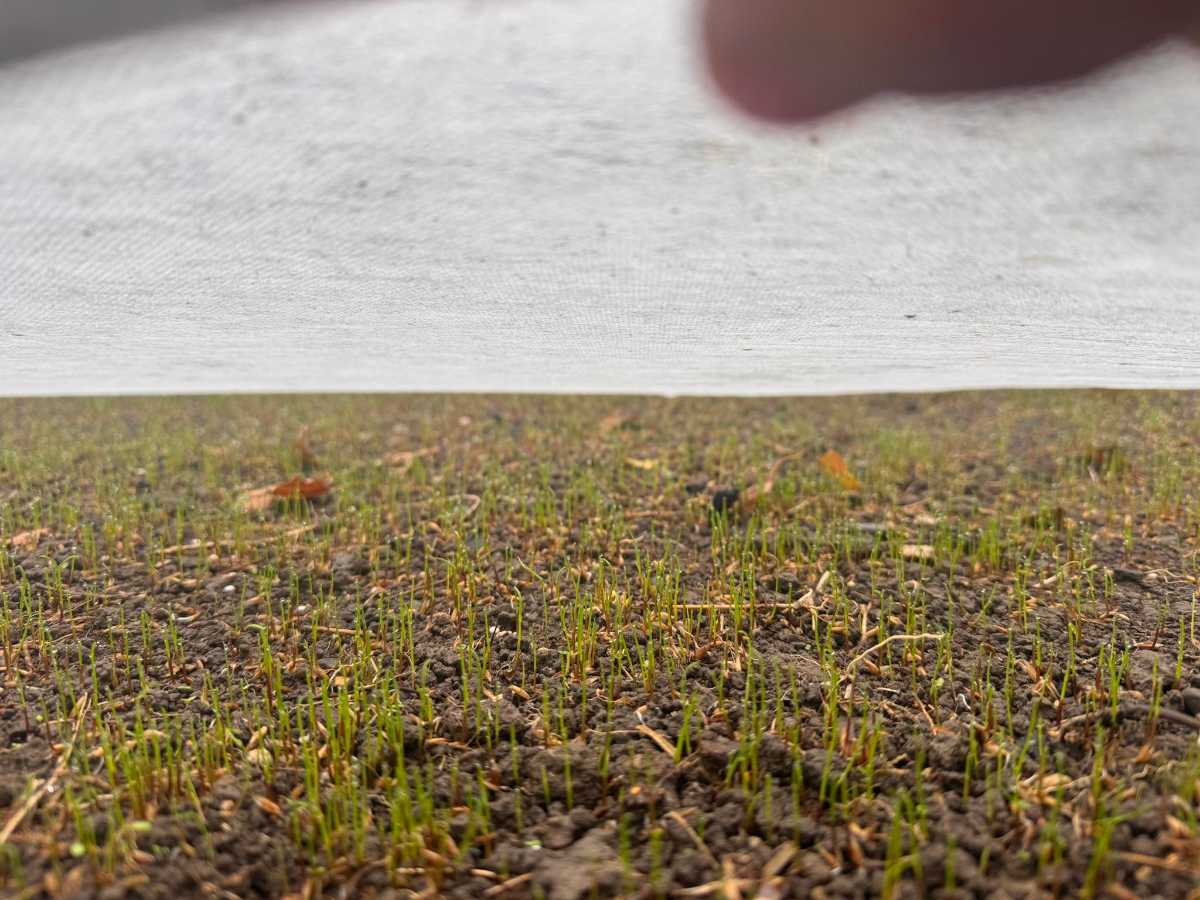 How often to water a new lawn from seed? — image 1