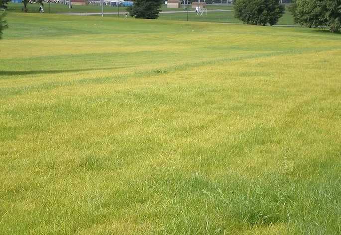 Lawn rust disease in NZ: orange powder on grass blades — image 3
