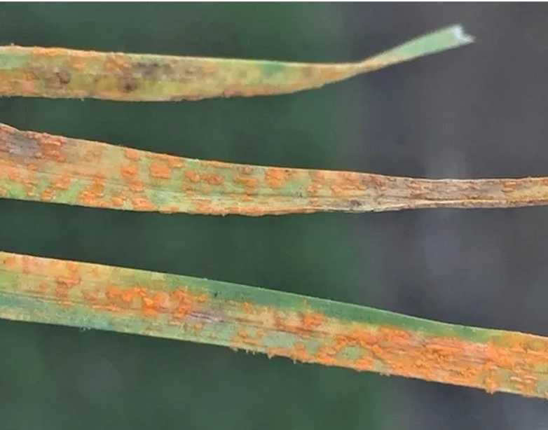 Lawn rust disease in NZ: orange powder on grass blades — image 1