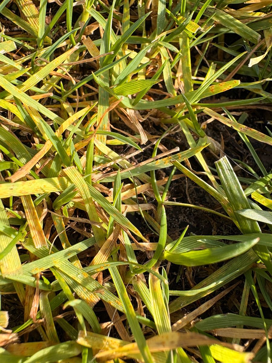 Fungal infection: Controlling leaf spot and rust in lawn — image 2