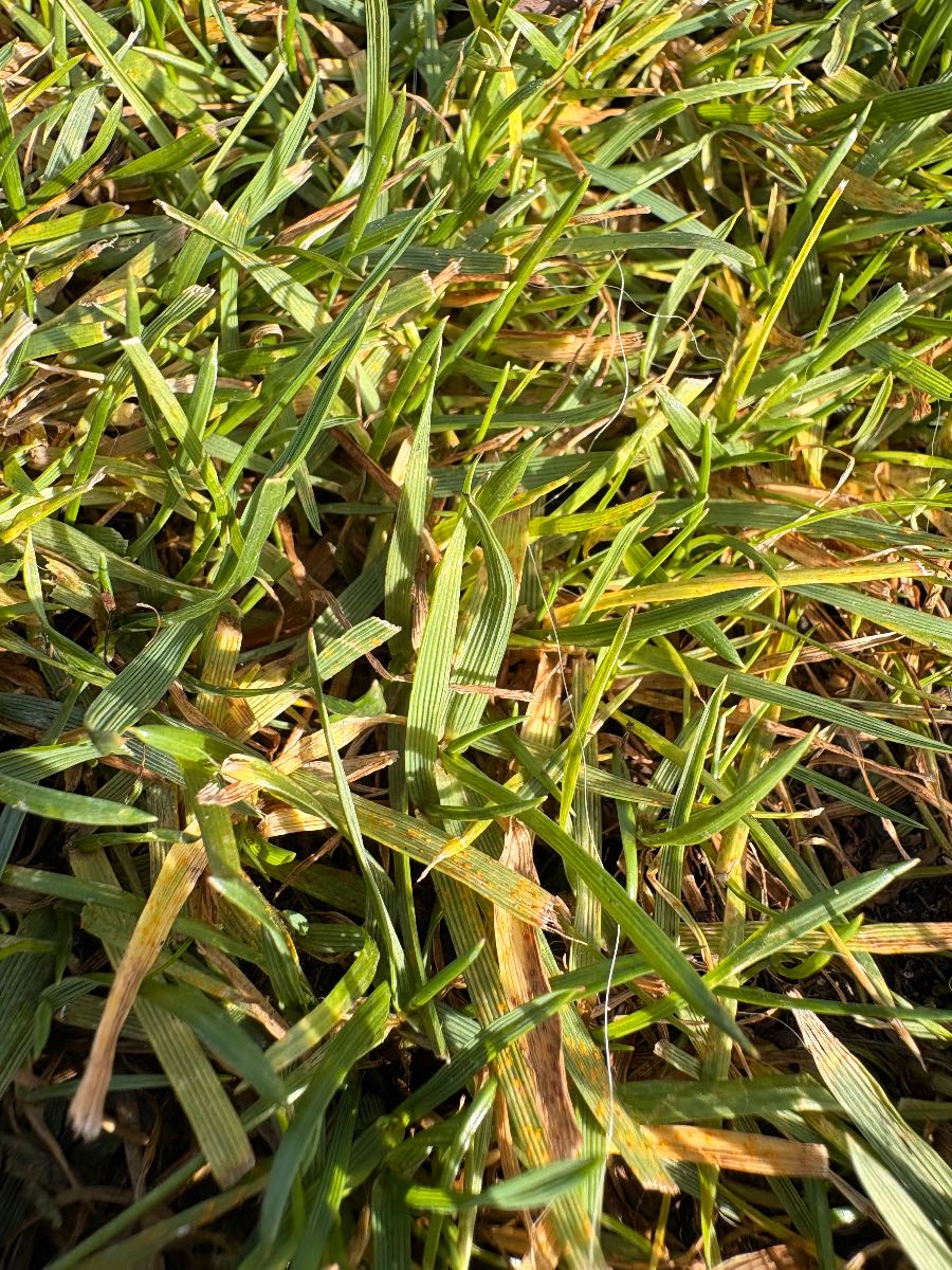 Fungal infection: Controlling leaf spot and rust in lawn — image 1