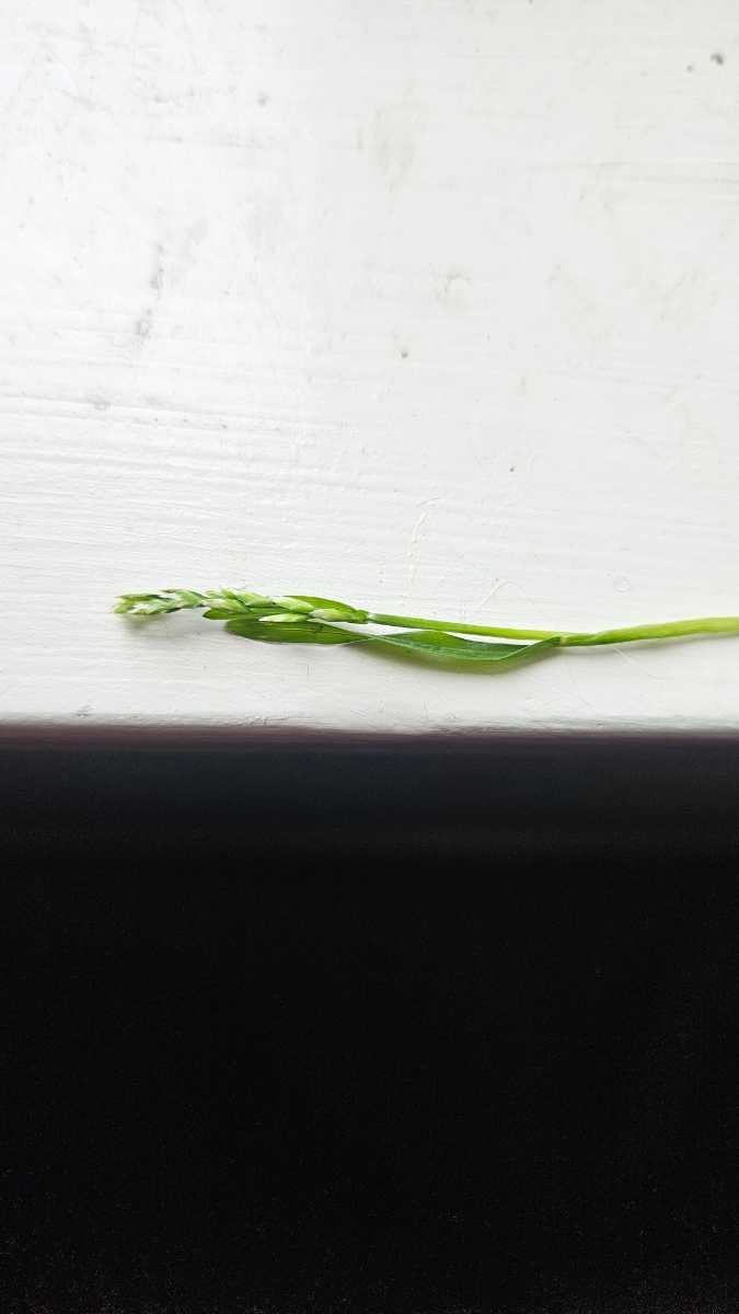 Is this Poa annua in my lawn? — image 1