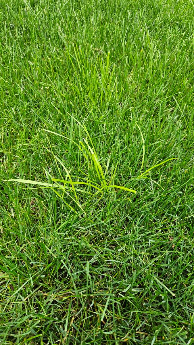 Is this Poa annua in my lawn? — image 2