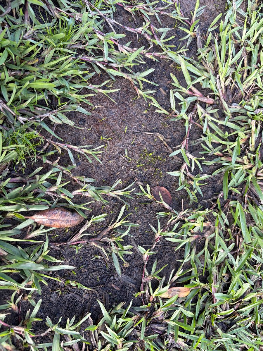 Why is moss growing in my kikuyu lawn and how do I fix it? — image 1