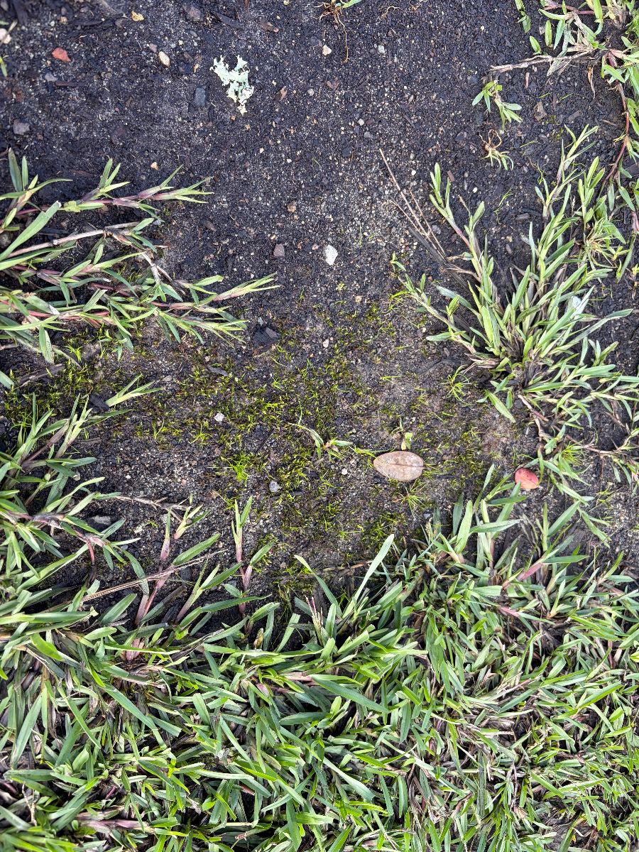 Why is moss growing in my kikuyu lawn and how do I fix it? — image 2