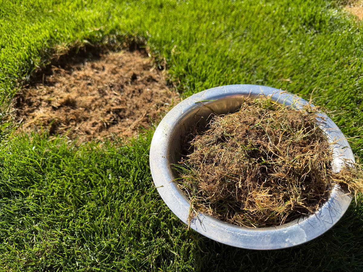 How to Repair Dog Urine Patches in Your Lawn — image 1