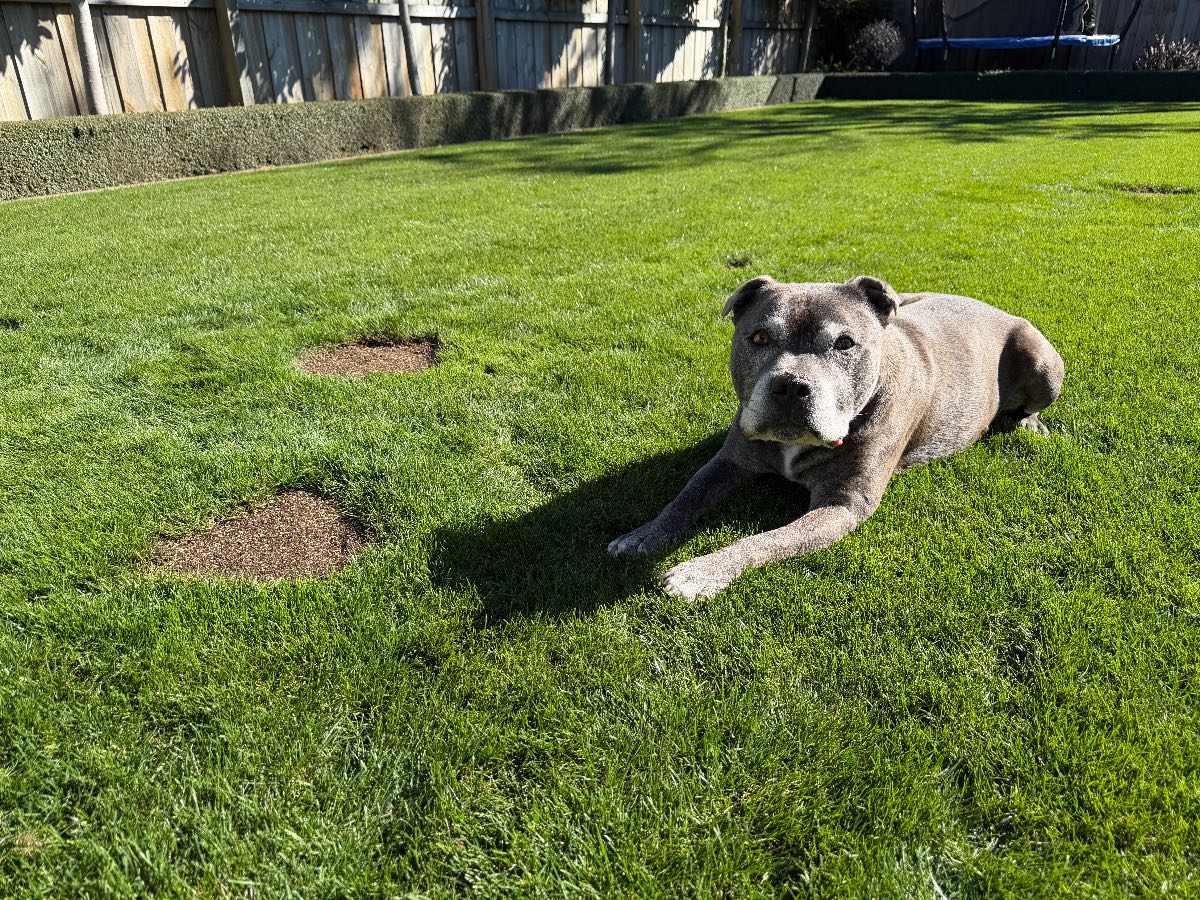 How to Repair Dog Urine Patches in Your Lawn — image 3