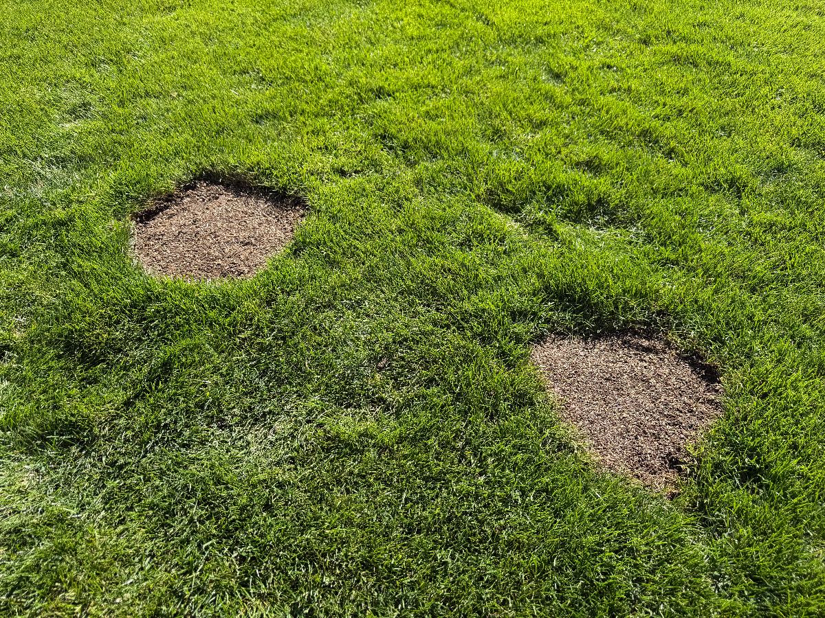 How to Repair Dog Urine Patches in Your Lawn — image 6