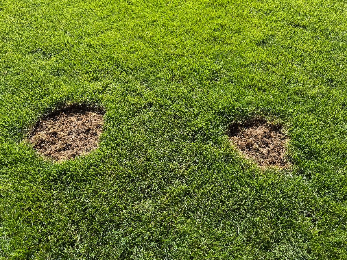 How to Repair Dog Urine Patches in Your Lawn — image 4