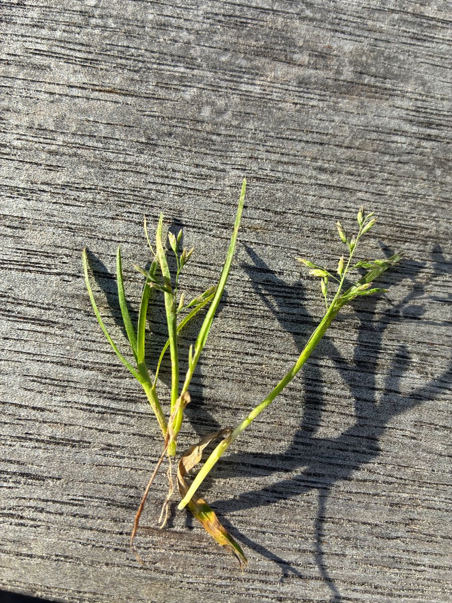 Removing Poa from a blend of different lawn species? — image 1