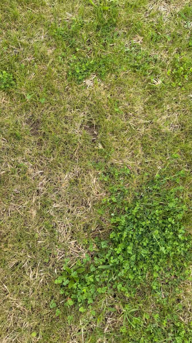Best way to remove clover from kikuyu and mixed lawn? — image 1