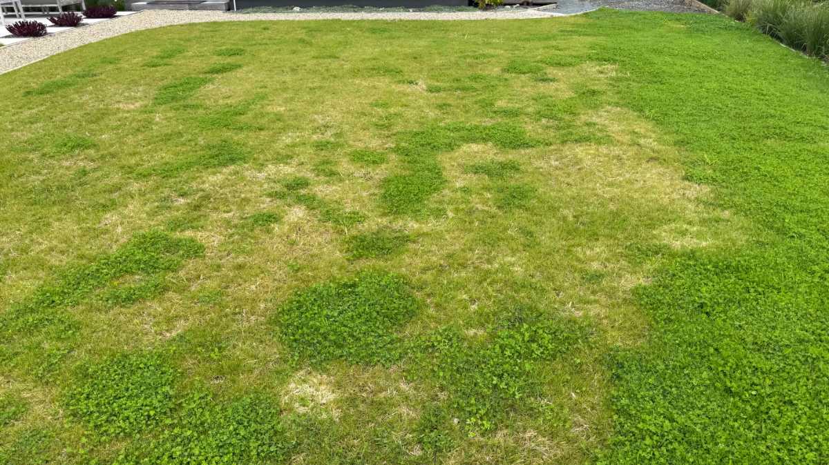 Best way to remove clover from kikuyu and mixed lawn? — image 2