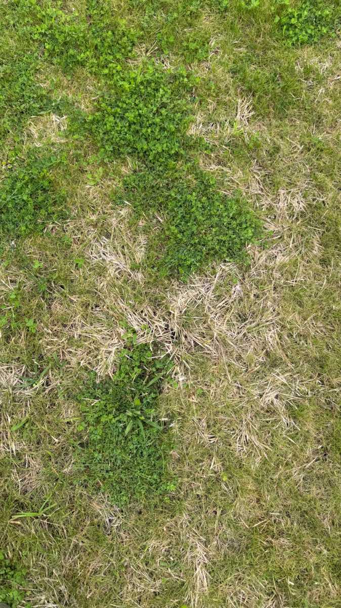 Best way to remove clover from kikuyu and mixed lawn? — image 3