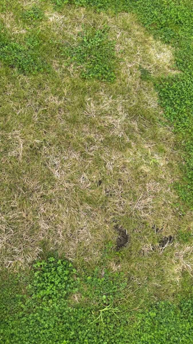 Best way to remove clover from kikuyu and mixed lawn? — image 4