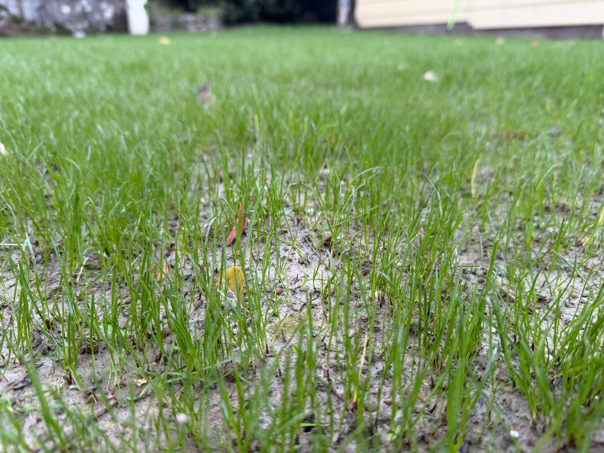 When is a new ryegrass and fescue lawn ready for its first mow? — image 1