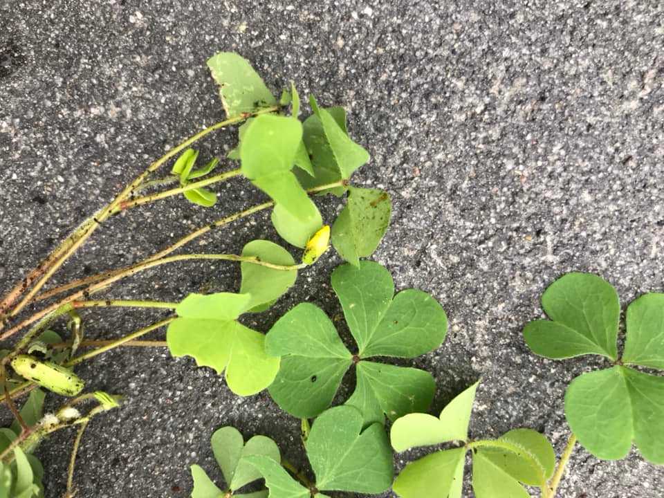 How to get rid of oxalis in your lawn — image 1