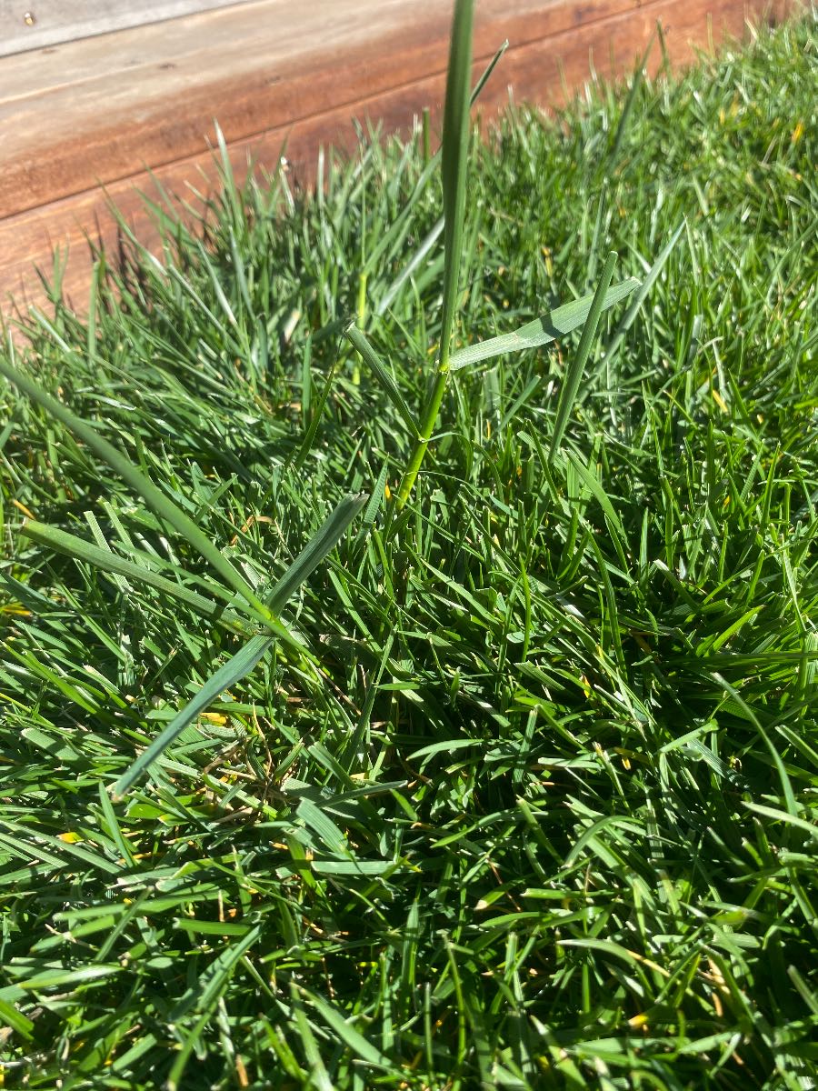 Grass Weed ID — image 1