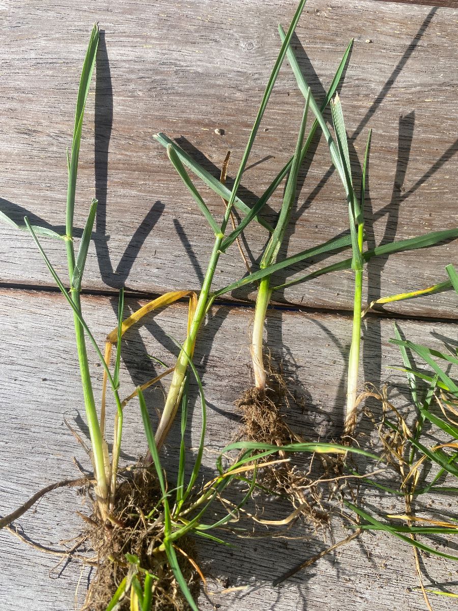 Grass Weed ID — image 3