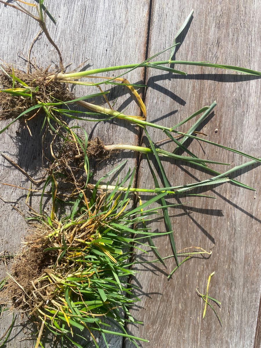 Grass Weed ID — image 2