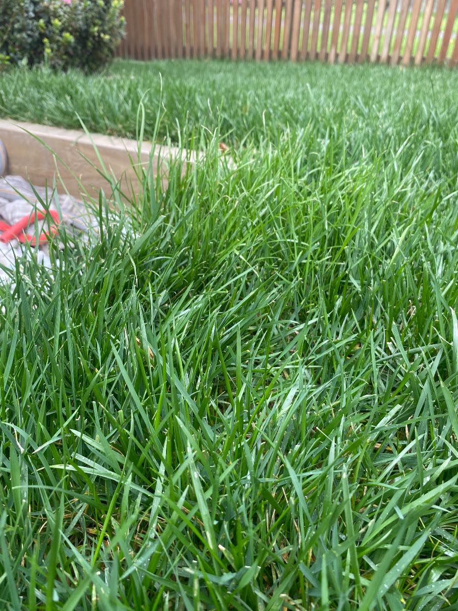 Is this nutsedge (nutgrass) in my lawn? How to identify sedge in NZ lawns — image 2