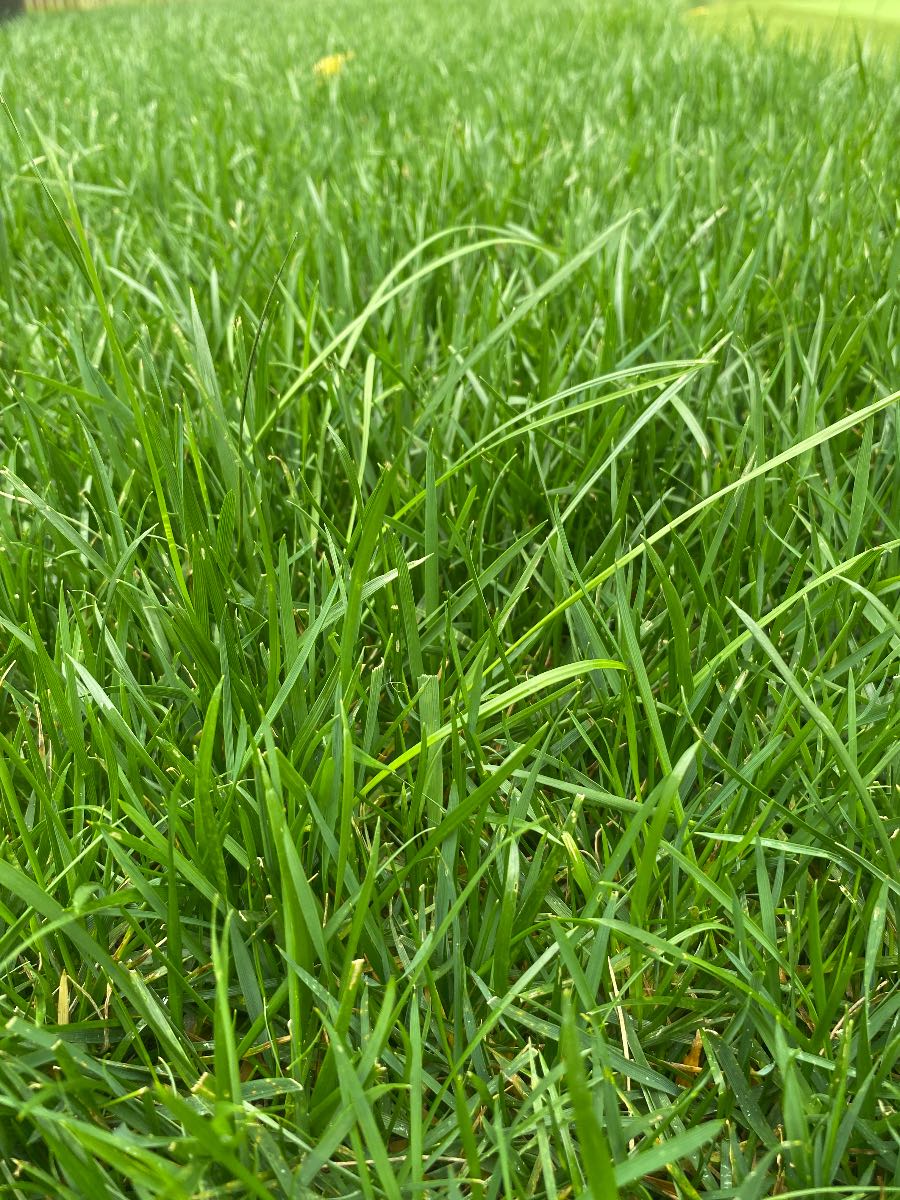Is this nutsedge (nutgrass) in my lawn? How to identify sedge in NZ lawns — image 1
