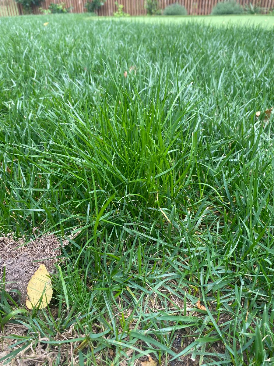 Is this nutsedge (nutgrass) in my lawn? How to identify sedge in NZ lawns — image 3