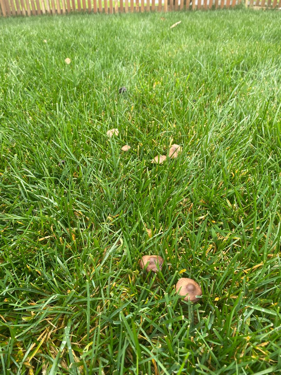 Why are mushrooms appearing in my lawn? — image 1