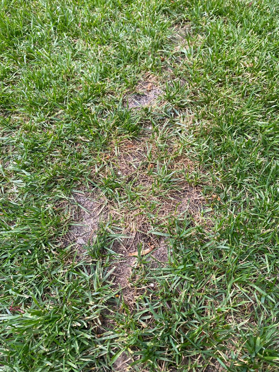 What causes orange patches in a lawn, and how do I fix them? — image 1