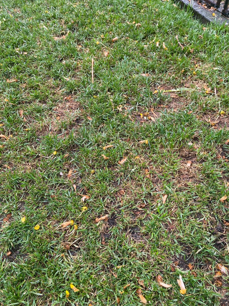 What causes orange patches in a lawn, and how do I fix them? — image 2