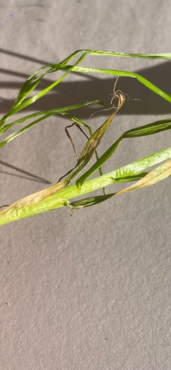 What grass weed is this in my ETF? — image 2