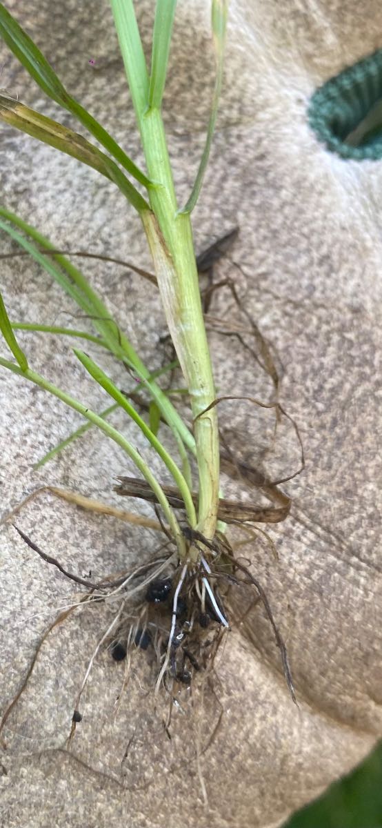What grass weed is this in my ETF? — image 1