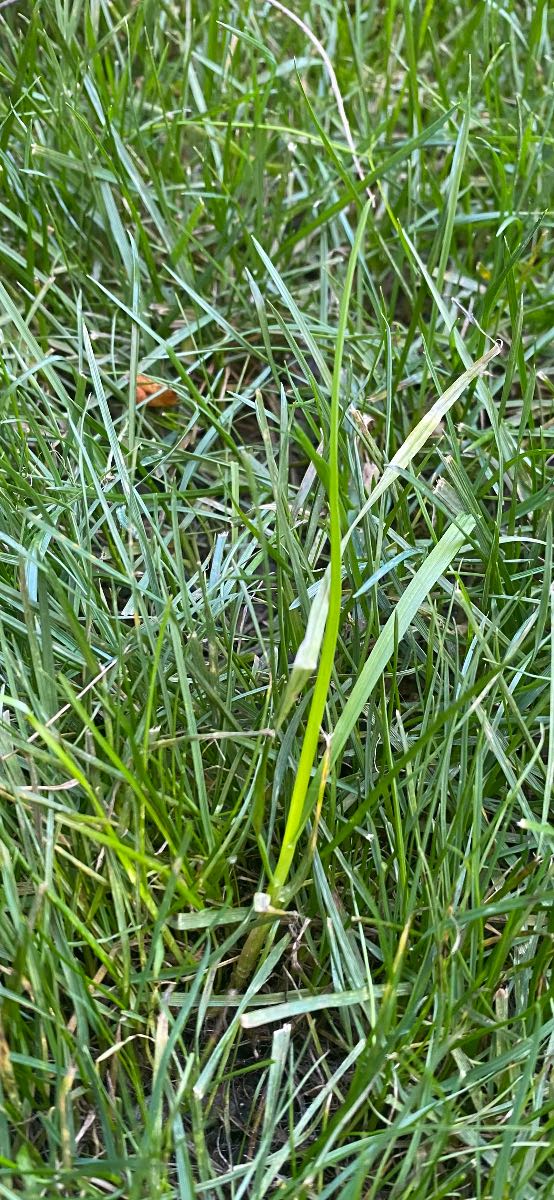 What grass weed is this in my ETF? — image 3