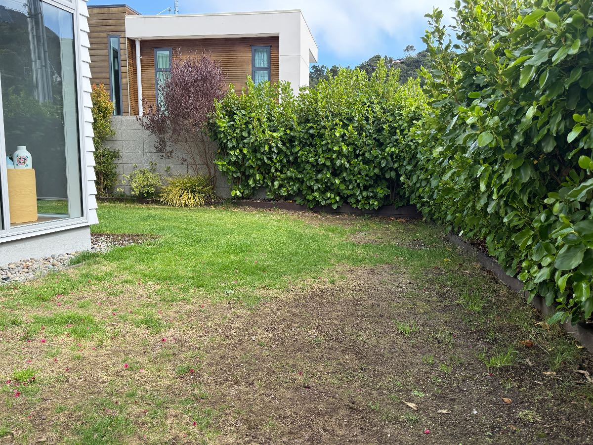 How to Revive a Thin, Patchy Lawn – Spring Renovation & Overseeding Advice — image 3