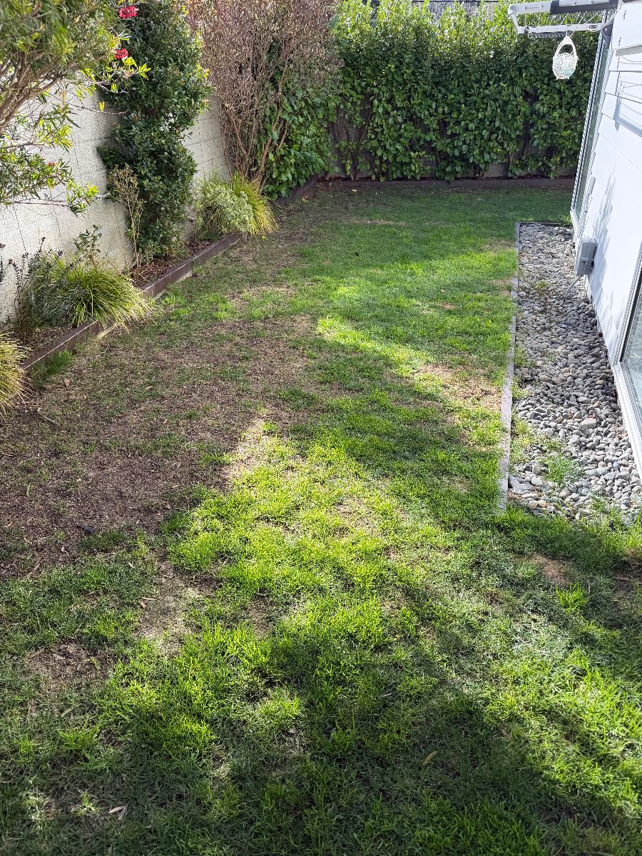How to Revive a Thin, Patchy Lawn – Spring Renovation & Overseeding Advice — image 2