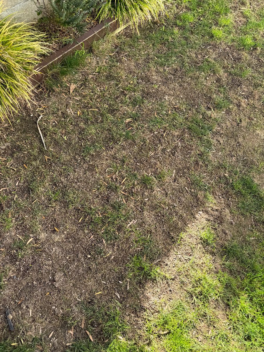 How to Revive a Thin, Patchy Lawn – Spring Renovation & Overseeding Advice — image 1