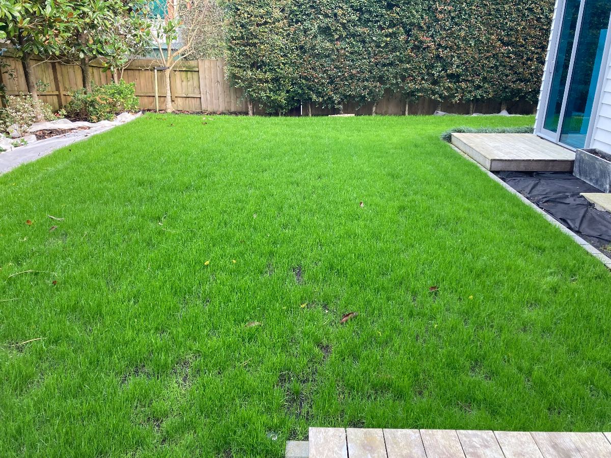 Partial shade grass seed options — image 1