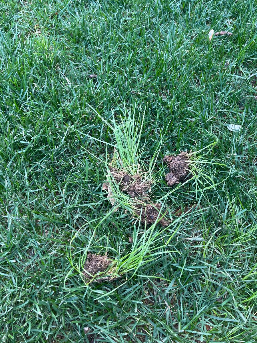 How to spot poa trivialis in a tall fescue lawn — image 1