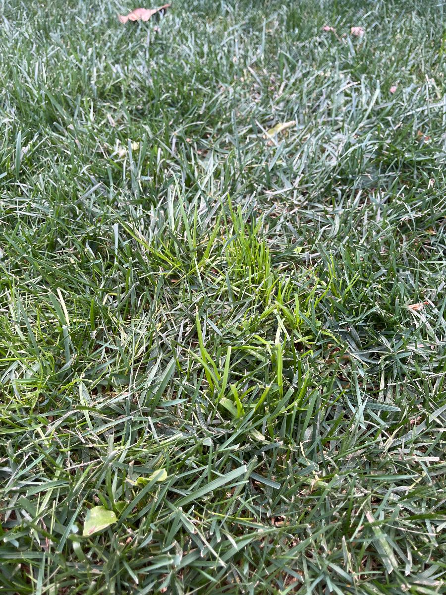 How to spot poa trivialis in a tall fescue lawn — image 4