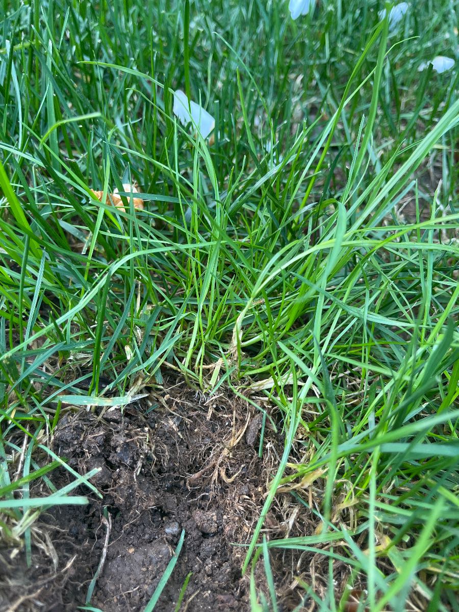 How to spot poa trivialis in a tall fescue lawn — image 3