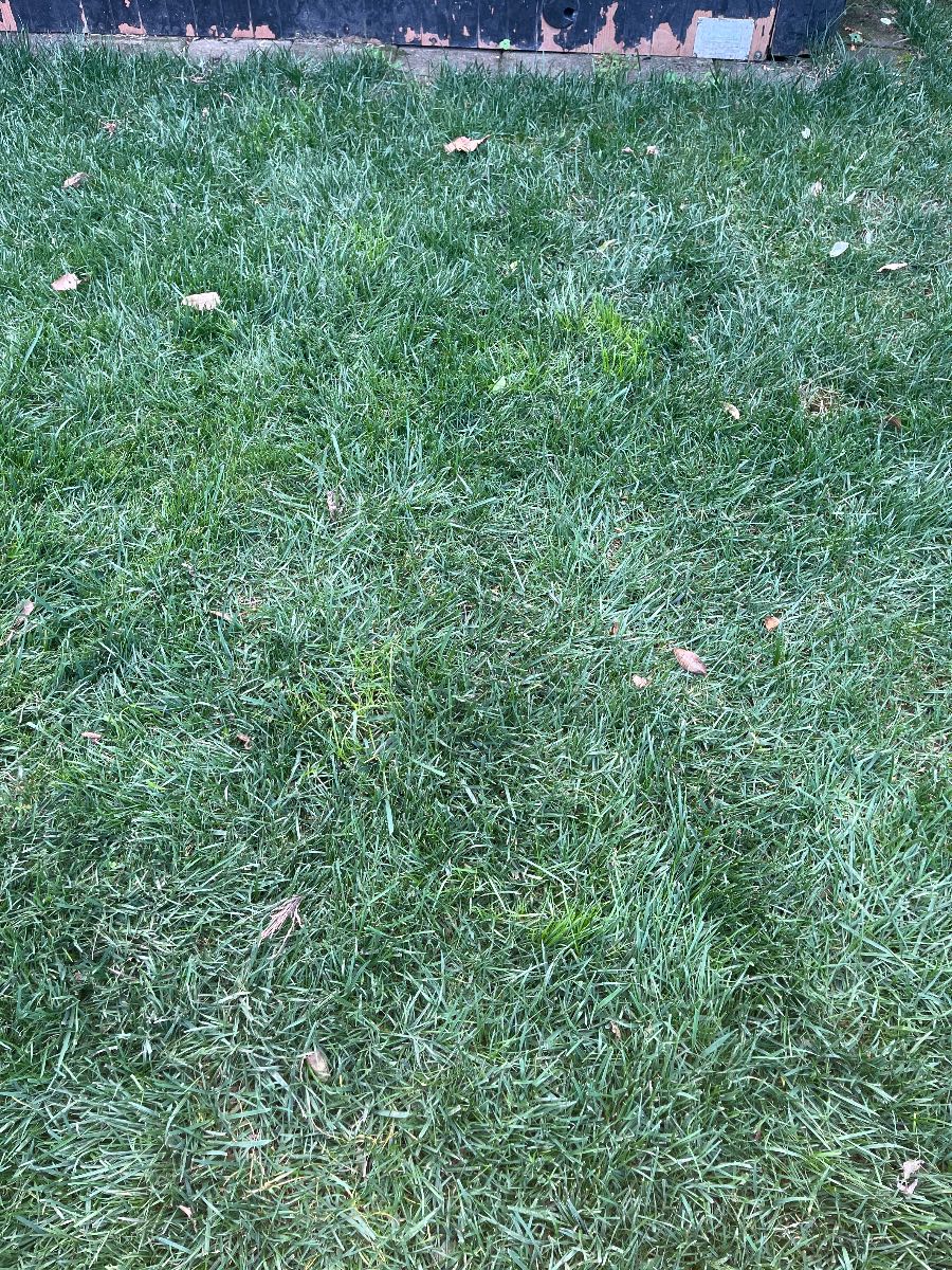 How to spot poa trivialis in a tall fescue lawn — image 2