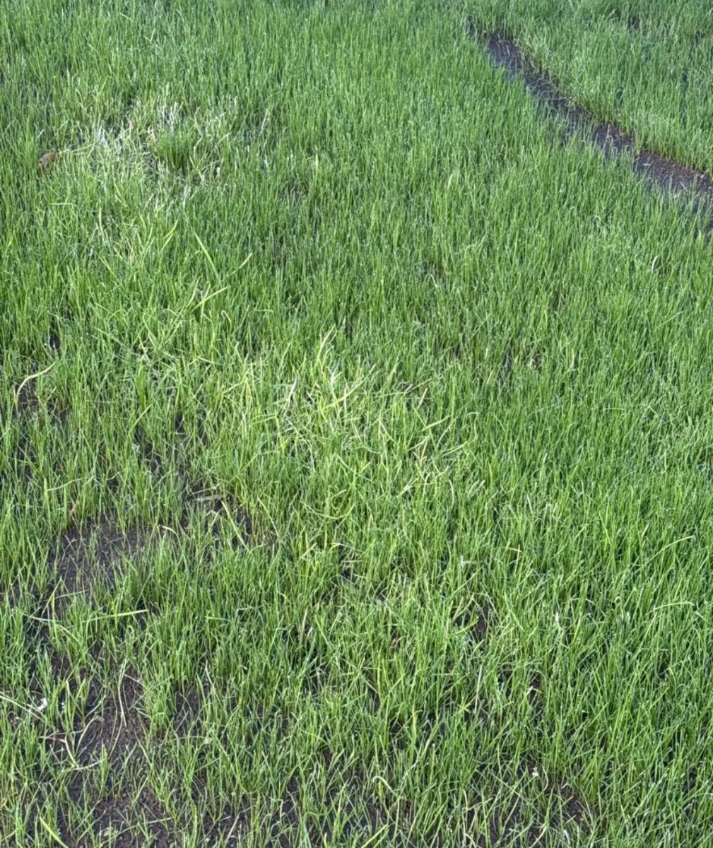Grass weed ID: What grass weed is this in my new ETF lawn? — image 3