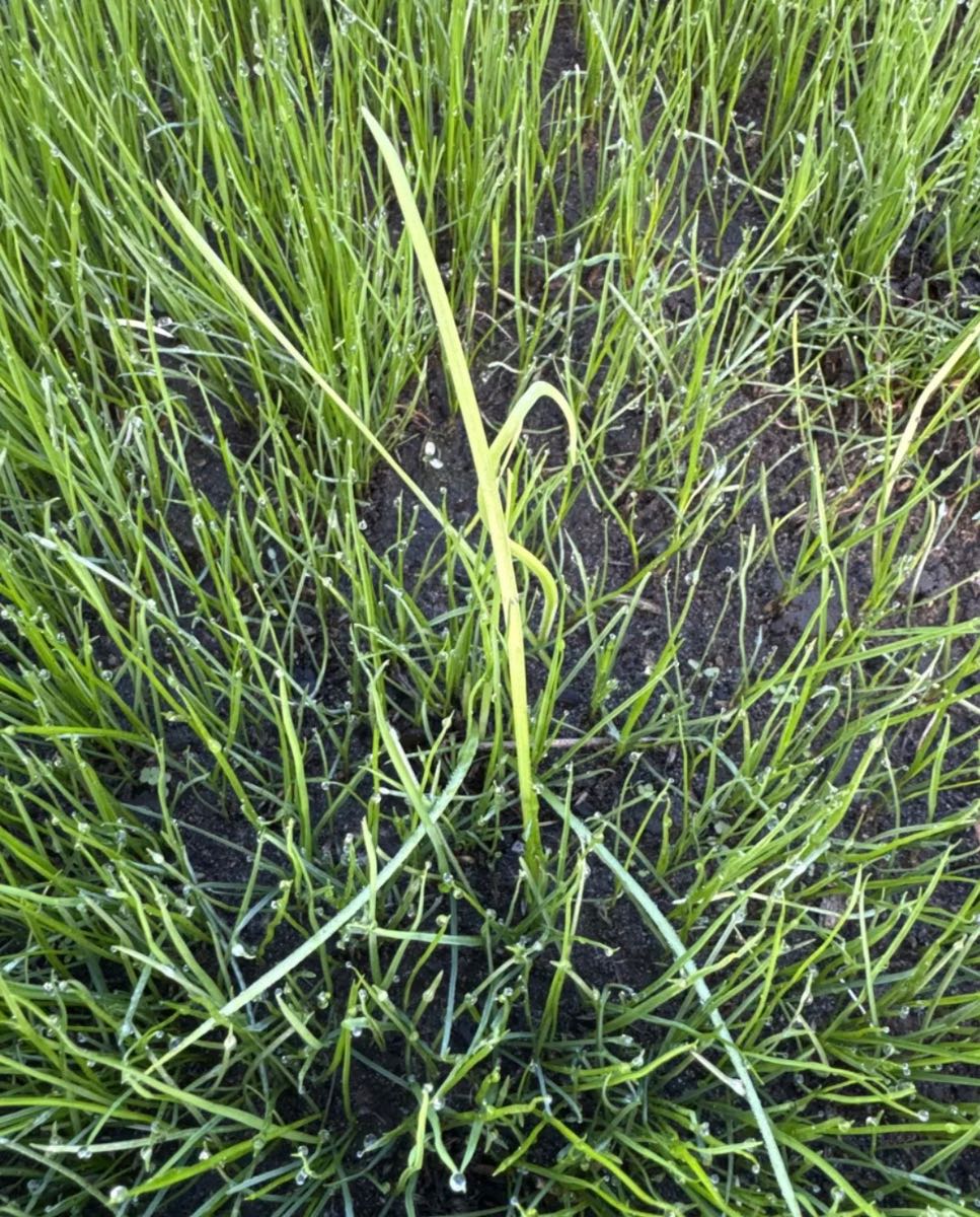 Grass weed ID: What grass weed is this in my new ETF lawn? — image 2