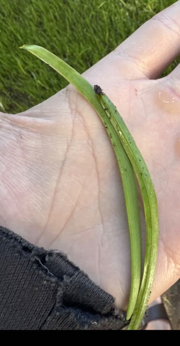 Grass weed ID: What grass weed is this in my new ETF lawn? — image 1