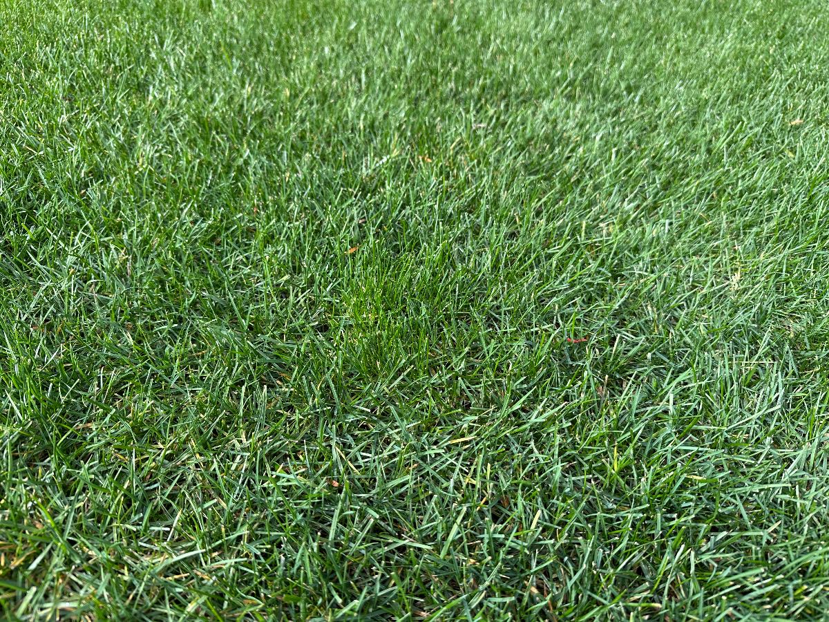 How do I remove ryegrass from an ETF lawn? — image 1