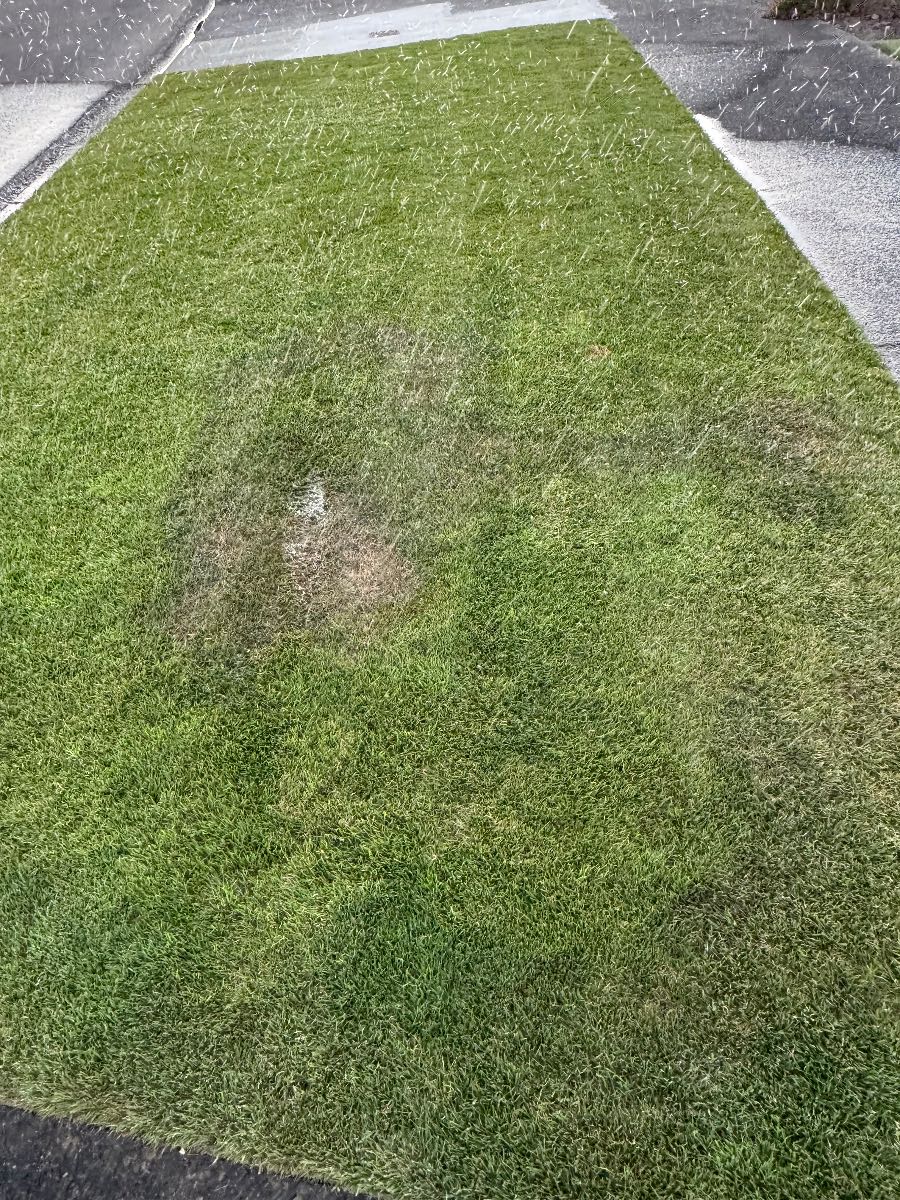 Brown patch suddenly appeared in lawn, could it be lawn grubs? — image 1