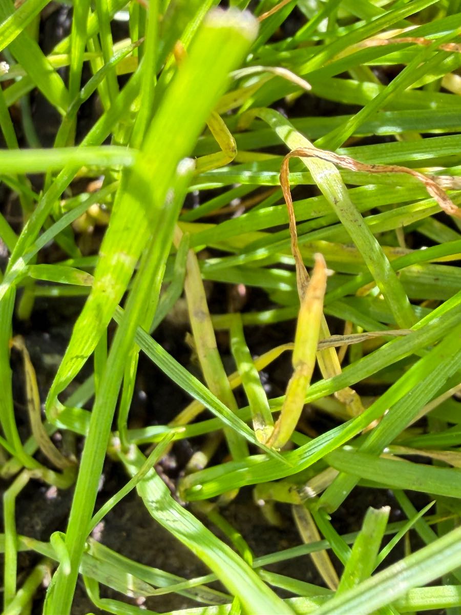 Why is my new Tall Fescue (ETF) lawn yellowing after 4 weeks? — image 1