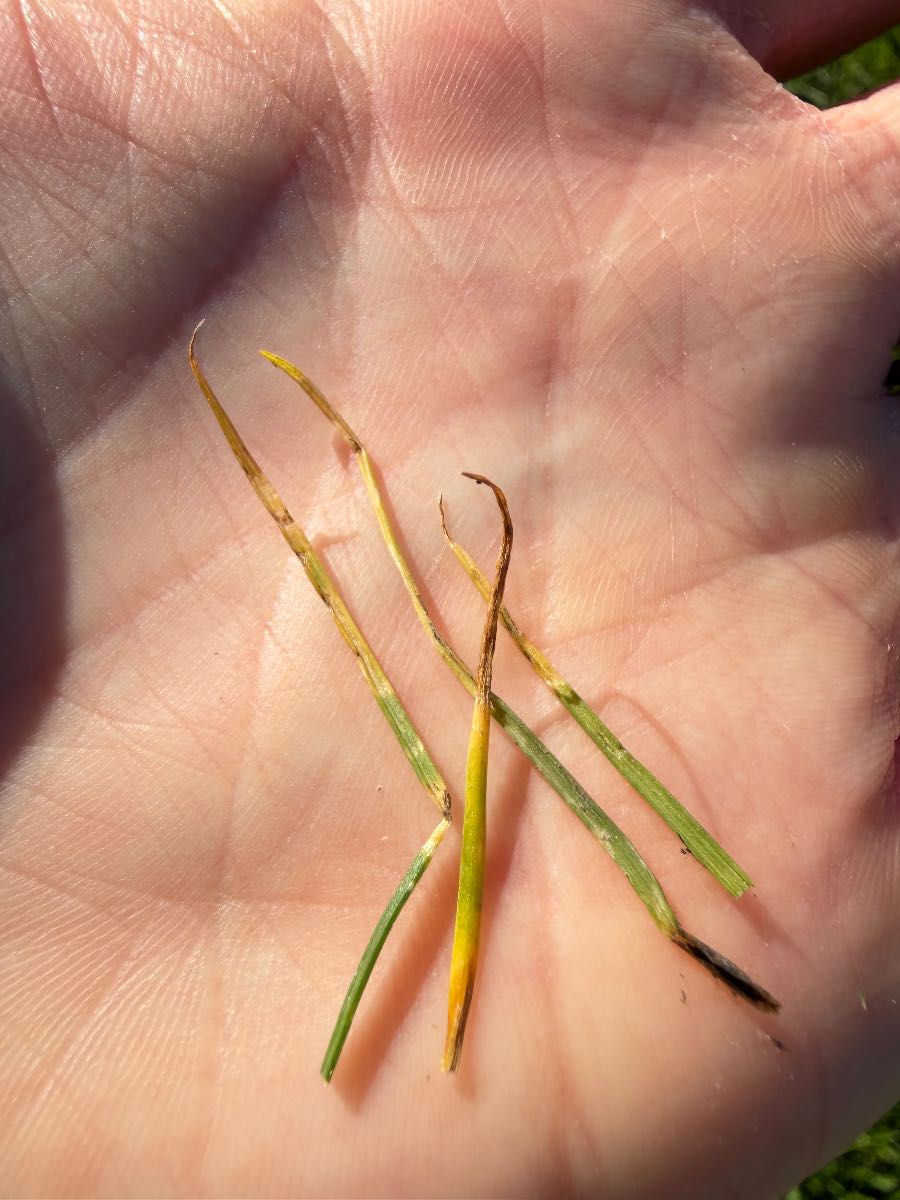 Why is my new Tall Fescue (ETF) lawn yellowing after 4 weeks? — image 2